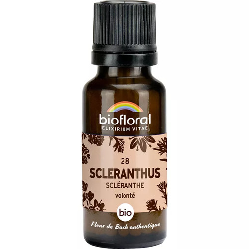 Scleranthus granuli - scleranthus,